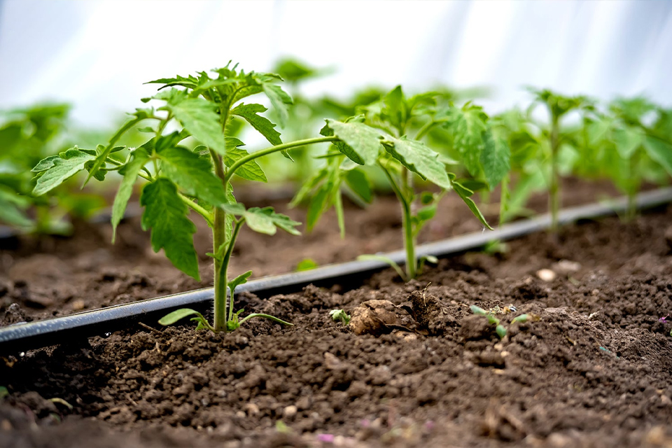 drip irrigation